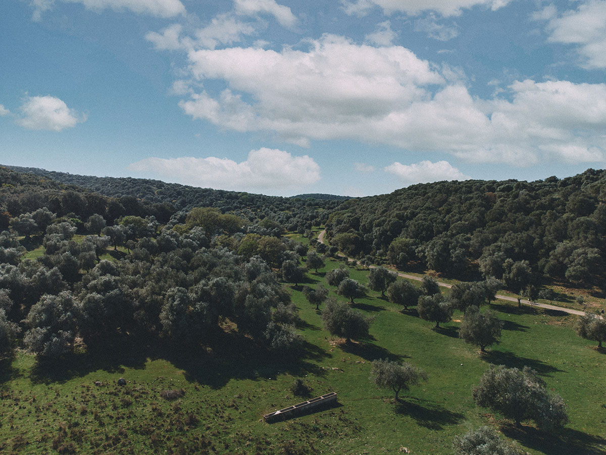 Gli-uliveti-del-frantoio-dle-Parco-in-Maremma